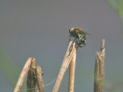 Polydontomyia curvipes