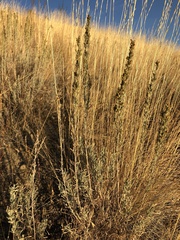 Artemisia tripartita