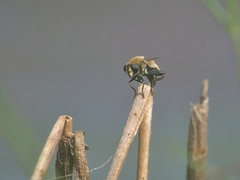 Polydontomyia curvipes