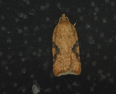 Acleris cervinana