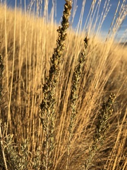 Artemisia tripartita