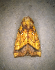 Papaipema leucostigma