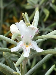 Westringia dampieri