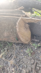 Plinthocoelium chilense