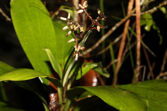 Cordyline murchisoniae
