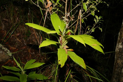 Cordyline murchisoniae (Cordyline murchisoniae)
