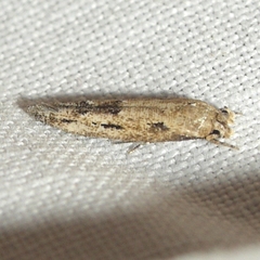 Mompha brevivittella