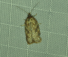 Acleris maccana