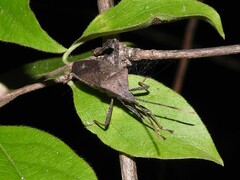 Acanthocephala terminalis