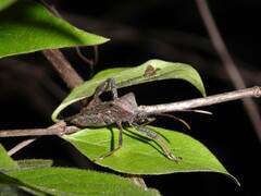 Acanthocephala terminalis