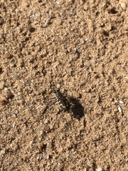 Cicindela hirticollis