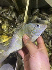 Orthopristis chrysoptera