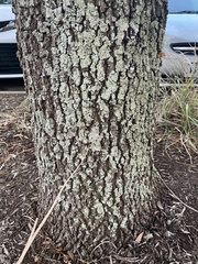 Flavoparmelia caperata