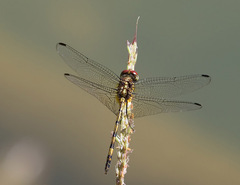 Dythemis sterilis