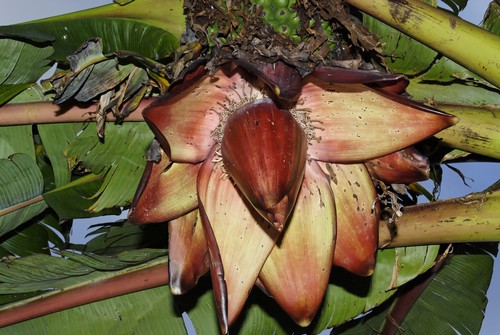 Abyssinian banana