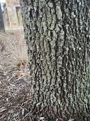 Flavoparmelia caperata