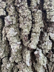 Flavoparmelia caperata