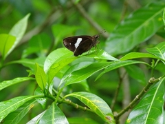 Notocrypta paralysos