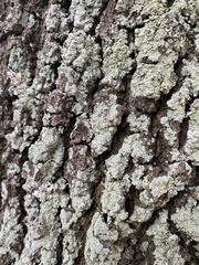 Flavoparmelia caperata