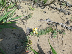 Linaria japonica
