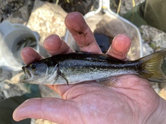 Micropterus punctulatus