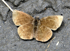 Carcharodini