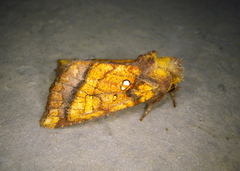 Papaipema leucostigma