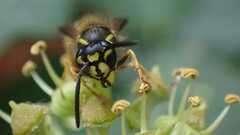 Vespula vulgaris