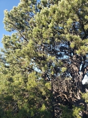 Pinus edulis