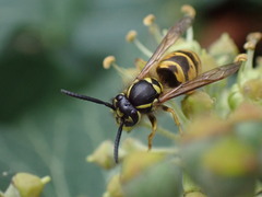 Vespula vulgaris