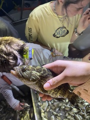 Mycteroperca microlepis