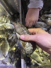 Mycteroperca microlepis