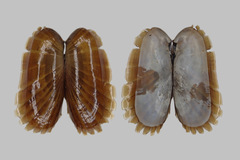 Solemya velum