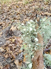 Usnea