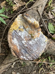 Fusicolla merismoides