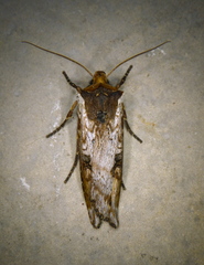 Xylena thoracica