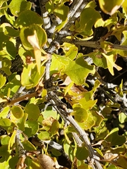 Fraxinus anomala