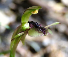 Chiloglottis formicifera