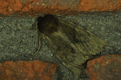 Ufeus satyricus