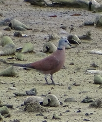 Streptopelia tranquebarica