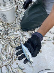 Scomberomorus maculatus