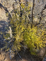 Fraxinus anomala