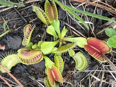 Dionaea muscipula