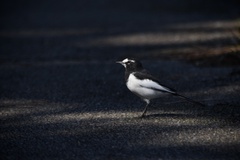 Motacilla grandis