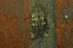 Litholomia napaea
