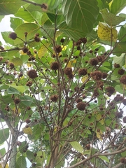 Neonauclea reticulata