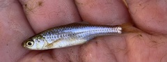Notropis stramineus