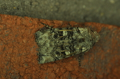 Litholomia napaea