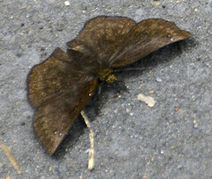 Carcharodini