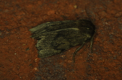 Ufeus satyricus
